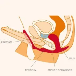 Fun Factory Plug Prostatique Avec Cockring - Bootie Ring 11 Fun Factory Plug Prostatique Avec Cockring - Bootie Ring -Lingerie Soldes en 1000x1000 malebootiering 1800x1800